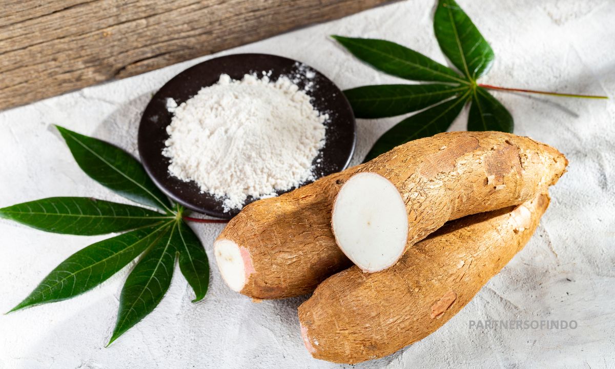 Cassava Indonesias Agricultural Gem